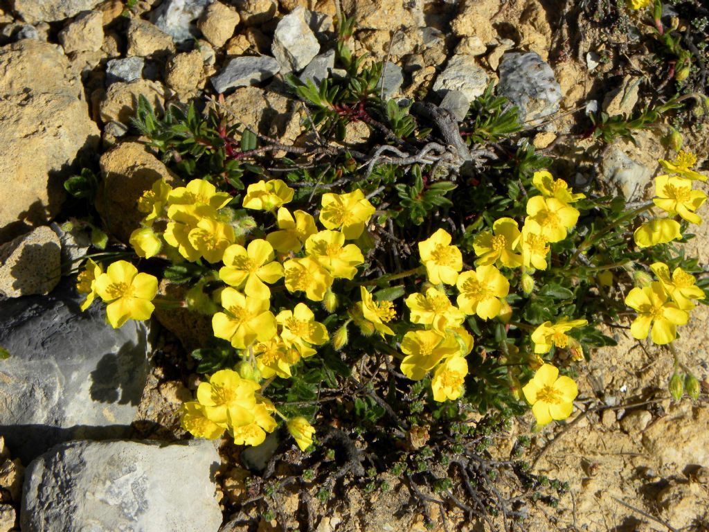 Helianthemum oelandicum